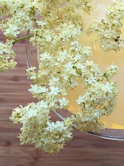 Sparkling Elderflower Mead