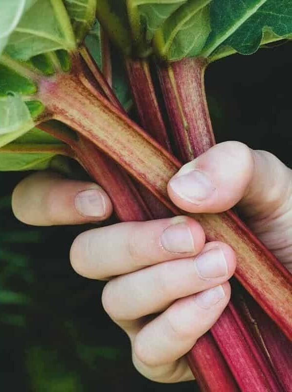 Sugar Rhubarb