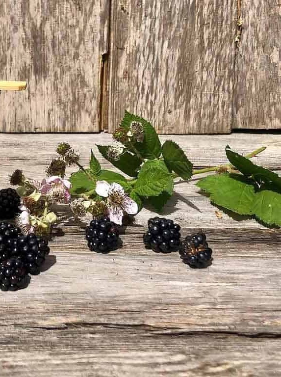 Blackberry Vodka Cocktail