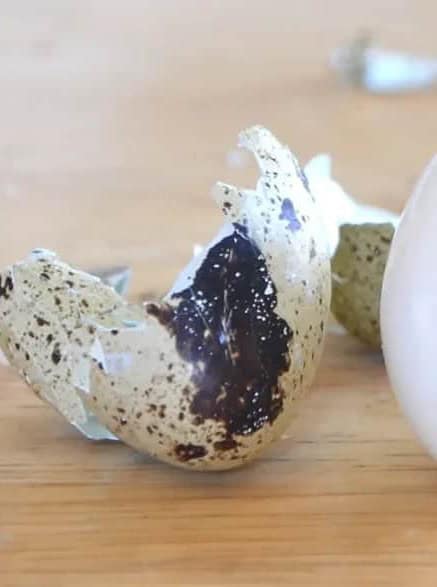 Hard Boiled Quail Eggs